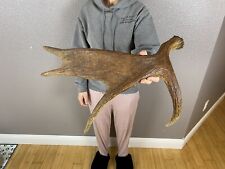 Moose shed antler for sale  Moscow