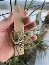 Tillandsia seleriana aechmea d'occasion  Toulouse-