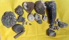 Fossilien ammoniten seelilieng gebraucht kaufen  Mantel