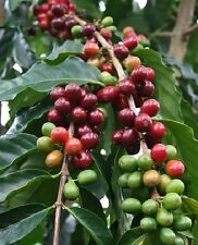 Kaffeebaum pflanzen schnellwü gebraucht kaufen  Kaiserslautern