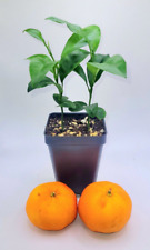 clementine mandarin for sale  Bangor
