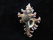 Sea shell chicoreus for sale  Shipping to Ireland