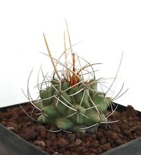 Thelocactus rinconensis ssp. freudenbergeri LL666 (Mexico) for sale  Shipping to South Africa