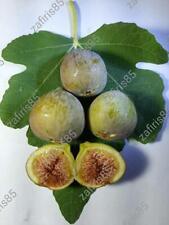 Laitziana fig tree for sale  Shipping to Ireland