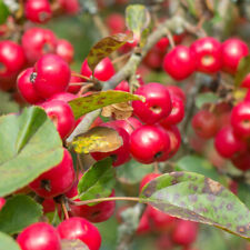 Crab apple fruit for sale  IPSWICH