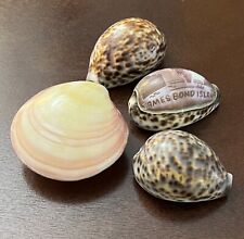 Lot cypraea tigris for sale  Rochester