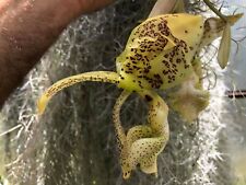 Stanhopea Deltoid Species Orchid Plant for sale  Shipping to South Africa