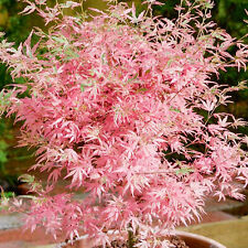Acer palmatum Taylor - Japanese Maple | Large Outdoor Garden Ready Tree in Pot, used for sale  UK
