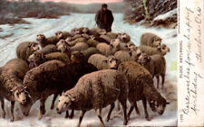 Flock returning sheep for sale  Brooklet