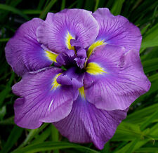 Iris ensata oriental for sale  NORWICH