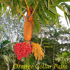 Orange collar palm for sale  Haleiwa