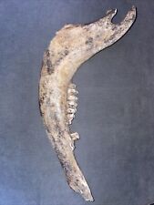 Rare bison jaw for sale  Barboursville