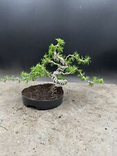 Shohin japanese larch for sale  BROUGH