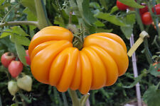 10 graines de tomate Beauty Lottringa Orange tomato seeds méth.bio comprar usado  Enviando para Brazil