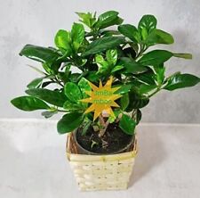 live plant pot basket for sale  Hacienda Heights