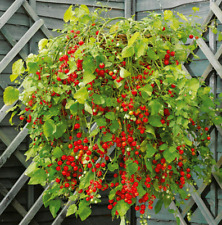 Tomato baskets small for sale  THAME
