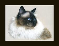 Ragdoll cat darling for sale  UK