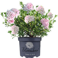 Rhododendron bloombux evergree for sale  UK