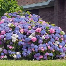 Hydrangea seeds perennial for sale  Ravensdale