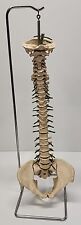 Human spine spinal for sale  Temperance