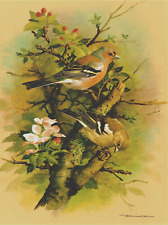 Chaffinch 1960 book for sale  COLNE