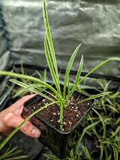 Chlorophytum sp. terrarium for sale  Shipping to Ireland