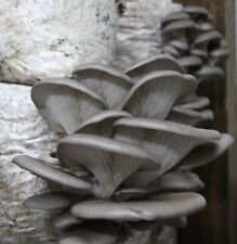 Pleurotus micelio funghi usato  Altidona