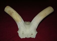 African kudu skull for sale  USA