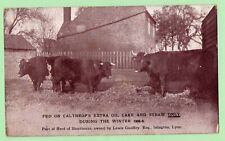 Herd shorthorn cows for sale  MILTON KEYNES