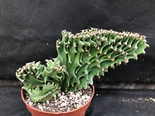 Euphorbia erythraea crestata usato  Massafra