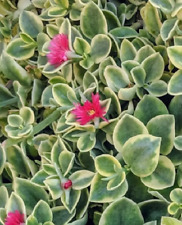 Aptenia variegata pianta usato  Maddaloni