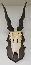 African eland skull for sale  Converse