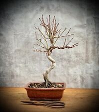 bonsai ahorn gebraucht kaufen  Golßen