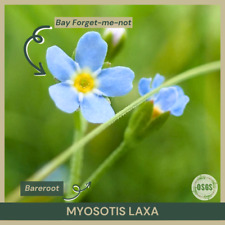 Bareroot myosotis laxa for sale  Portville