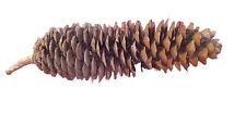 Used, Sugar Pine Cones...Extra Large 19inch  for sale  Shipping to South Africa