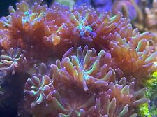Galaxea coral frag for sale  BARNSLEY