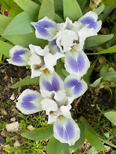Schwertlilie iris nana gebraucht kaufen  Tussenhausen