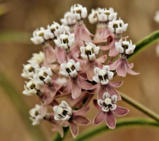 200 narrowleaf milkweed for sale  Portland