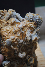 Fossilien korallen seeigel gebraucht kaufen  Mergelstetten,Oggenhsn.