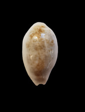 Shell cypraea pallidula usato  Roma