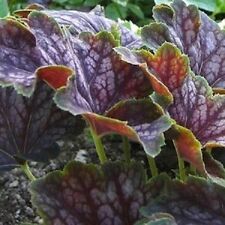 30+ MARVELOUS MARBLE HEUCHERA GROUND COVER SEEDS / DEER RESISTANT PERENNIAL for sale  Shipping to South Africa