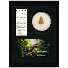 Raptor tooth display for sale  Sevierville