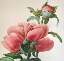 P. J. Redoute Beautiful Flowers CHINESE PEONY Botanical Art Print Book Plate 101, used for sale  Shipping to South Africa
