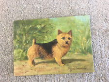 norfolk terrier for sale  DROITWICH