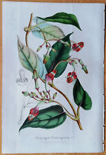 Van Houtte Flore de Serres Original Print Ceropegia cumingiana - 1848, used for sale  Shipping to South Africa