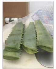 Aloe arborescens leaves for sale  Temecula