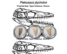 Cretaceous platecarpus mosasau for sale  WAKEFIELD