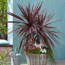 Cordyline australis red for sale  PETERBOROUGH