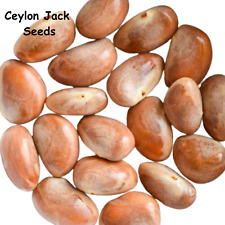 Ceylon jack fruit d'occasion  Expédié en Belgium