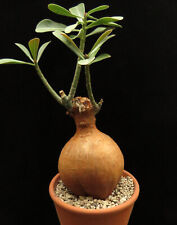 adenium for sale  Shipping to Ireland